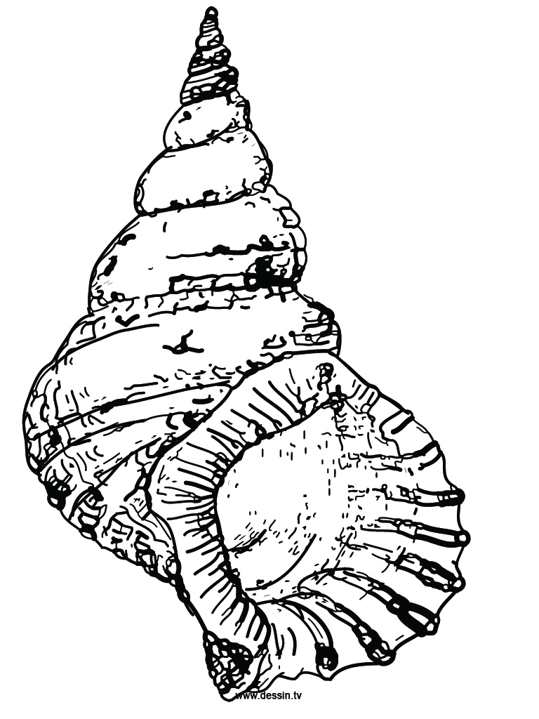 768x1024 Conch