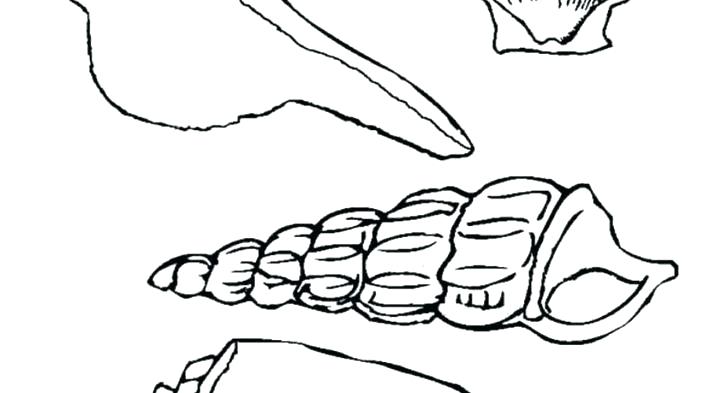 728x393 Seashell Coloring Page Impair.co