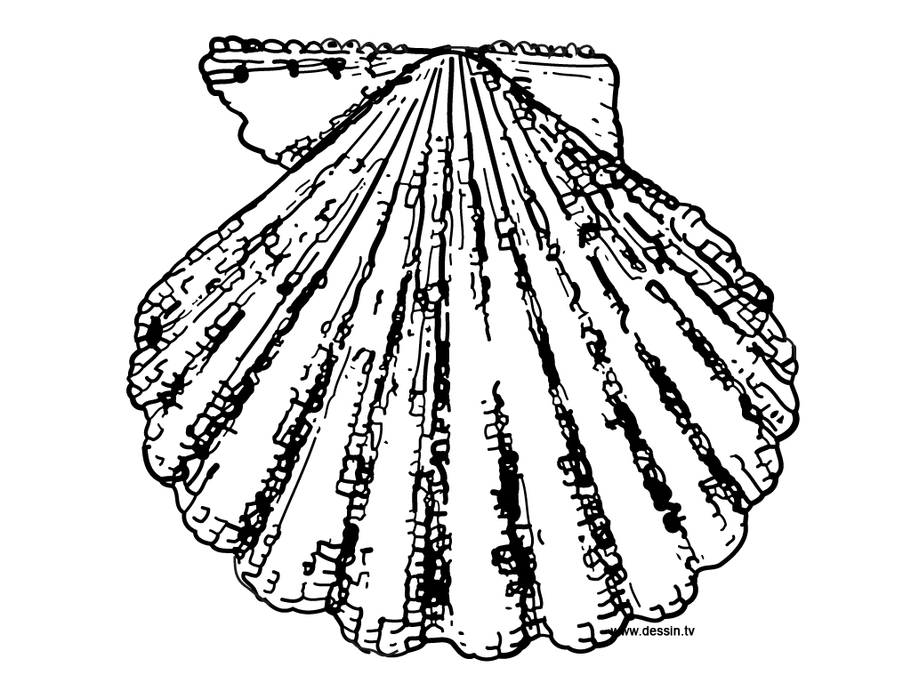 1024x768 Coloring Scallop