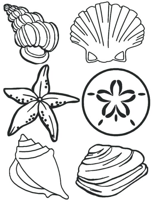 510x680 Sea Shell Coloring Page Sea Animals Complete Sea Shells Family