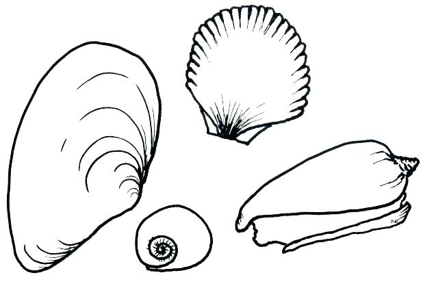 618x421 Seashell Coloring Page Sea Shell Coloring Page Sea Shell Coloring