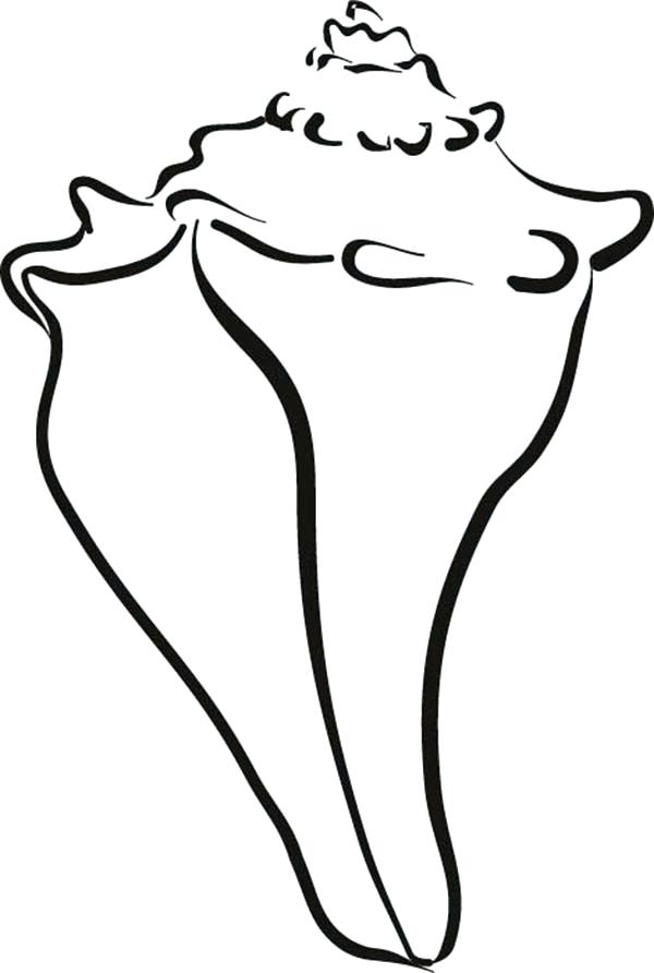 600x892 Seashells Coloring Page Seashell Coloring Page New A Horse Conch