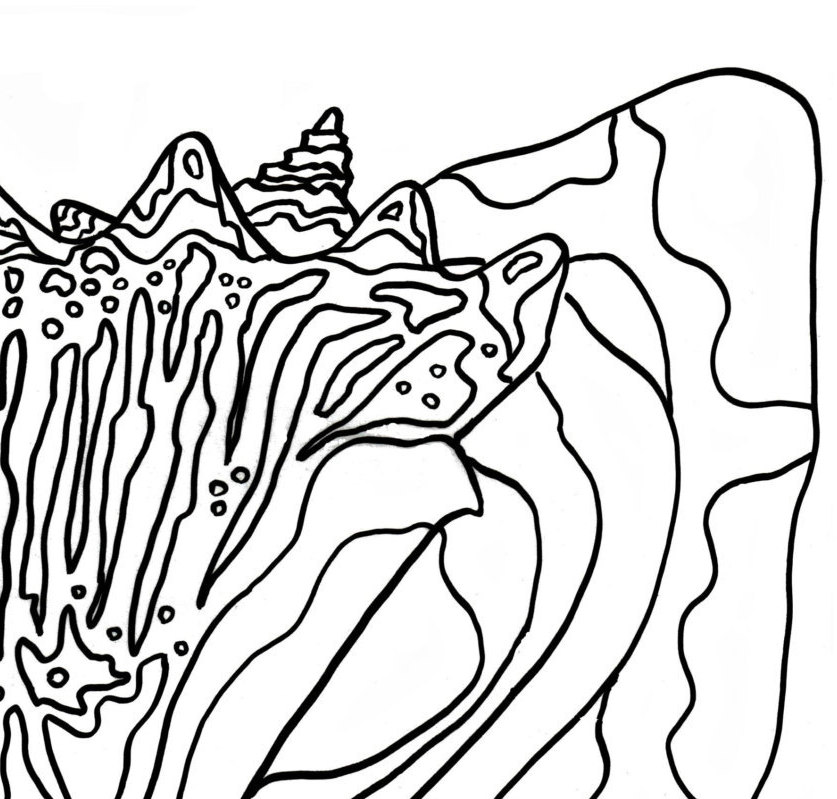 837x799 Conch Shell Coloring Page