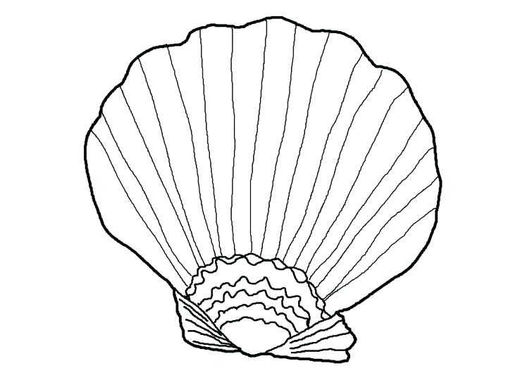 728x546 A Type Of Fighting Conch Seashell Coloring Page Wesmec.site