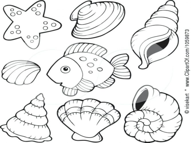 667x500 Coloring Pages ~ Sea Turtle Coloring Page Size Queen Conch Shell