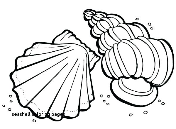 600x442 Sea Shell Coloring Pages