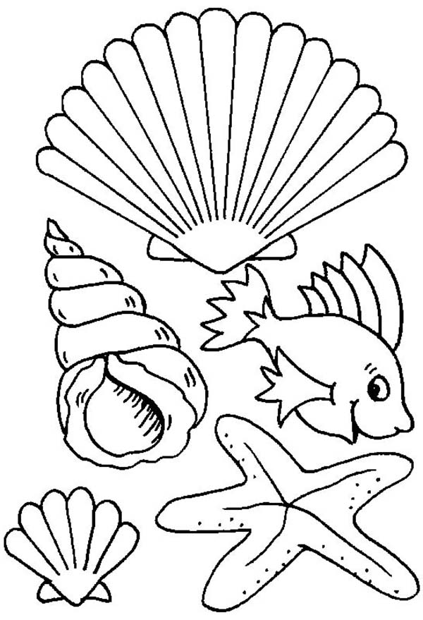 600x879 Sea Shell Coloring Sheet