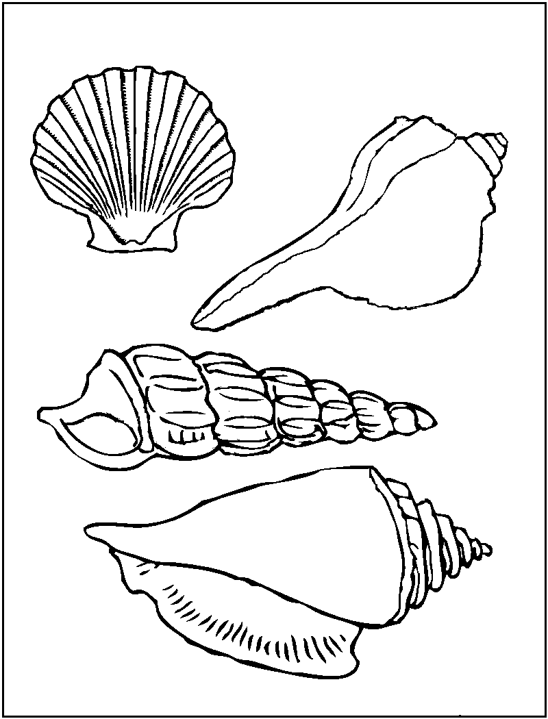 800x1050 Free Printable Seashell Coloring Pages For Kids Printable