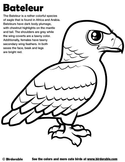 420x544 Birdorable Bateleur Coloring Page Birdorable Coloring Pages