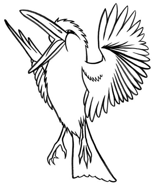 498x600 Kookaburra.jpg Bird Illustrations Art