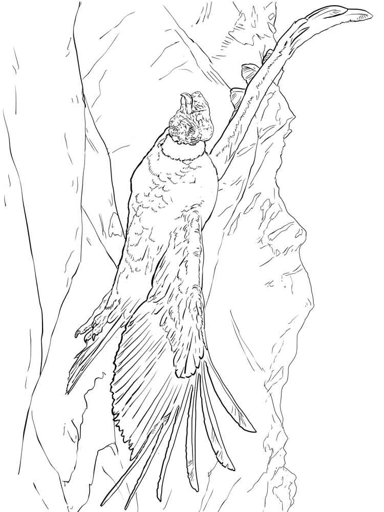 750x1000 Coloring Pages Condor