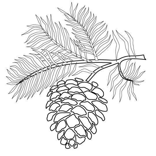 540x540 Pine Cone Coloring Page
