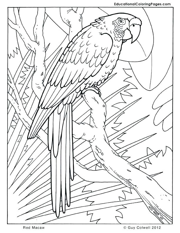 612x792 Coloring Pages And Coloring Books. Real Animal Coloring Pages