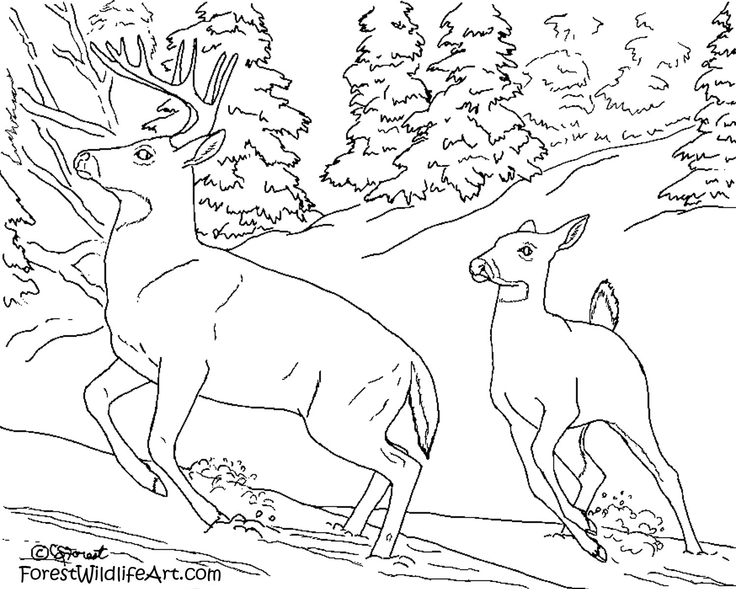 1500x1200 Inspiring Wildlife Coloring Books Cool And Best Ideas