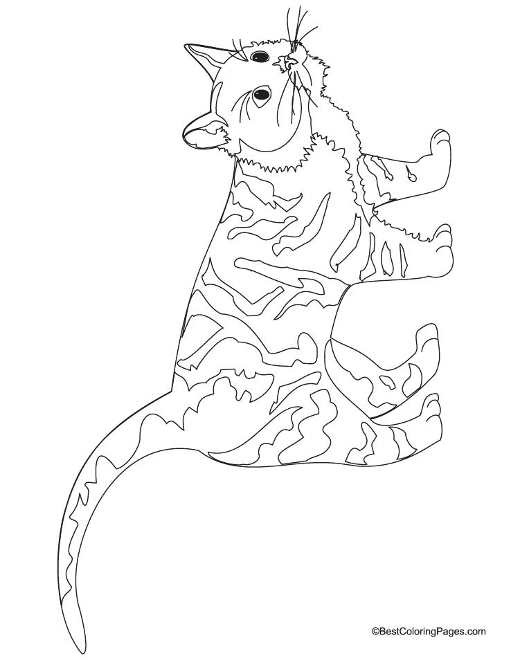 738x954 Cats Coloring