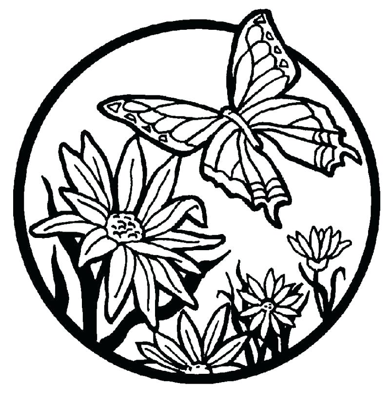 800x835 Google Images Butterfly Coloring Pages Vanda