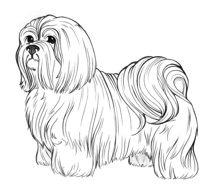 736x637 3167 Best Dog Patterns Images On Dog Pattern, Coloring