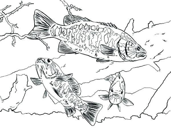 600x449 Printable Bass Fish Coloring Pages