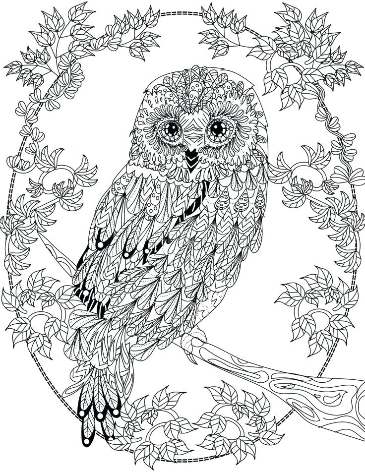 736x952 Amazing Owl Coloring Pages Pdf Or Owl Coloring Page Design Ms 82