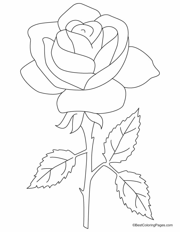 Cool Rose Coloring Pages