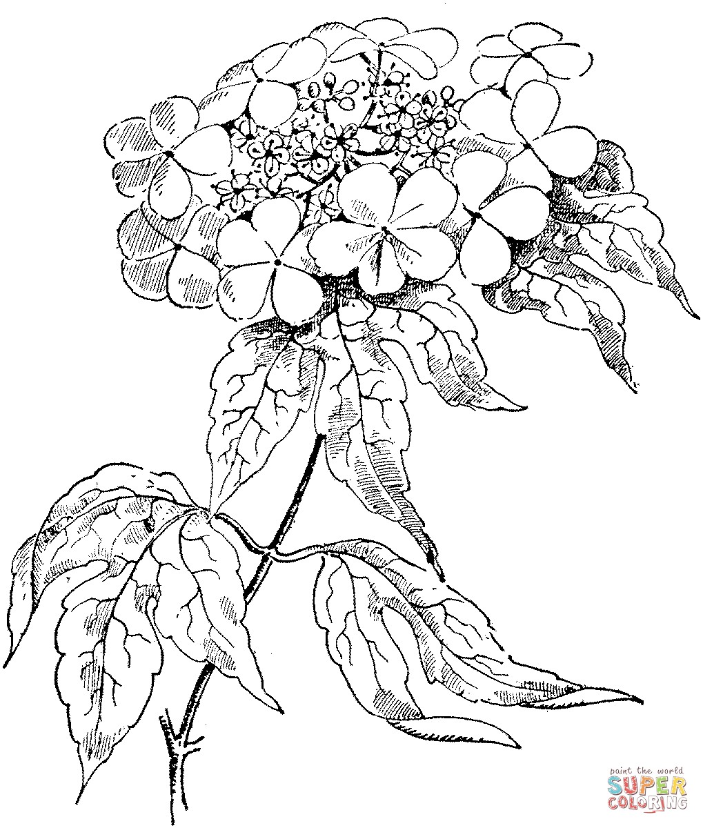 1019x1200 Difficult Rose Coloring Pages Best Of Roses Coloring Pages