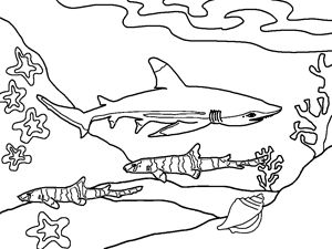 Cool Shark Coloring Pages