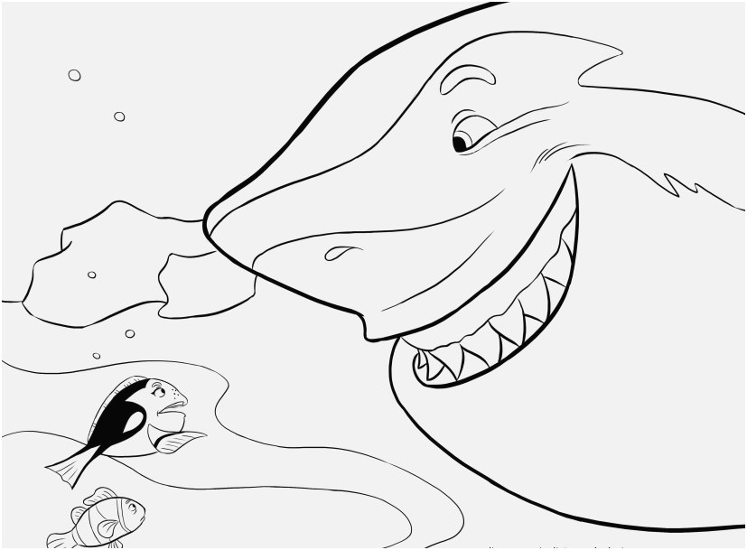 827x609 Great White Shark Coloring Pages Stock Inspiring Drawn Sharknemo