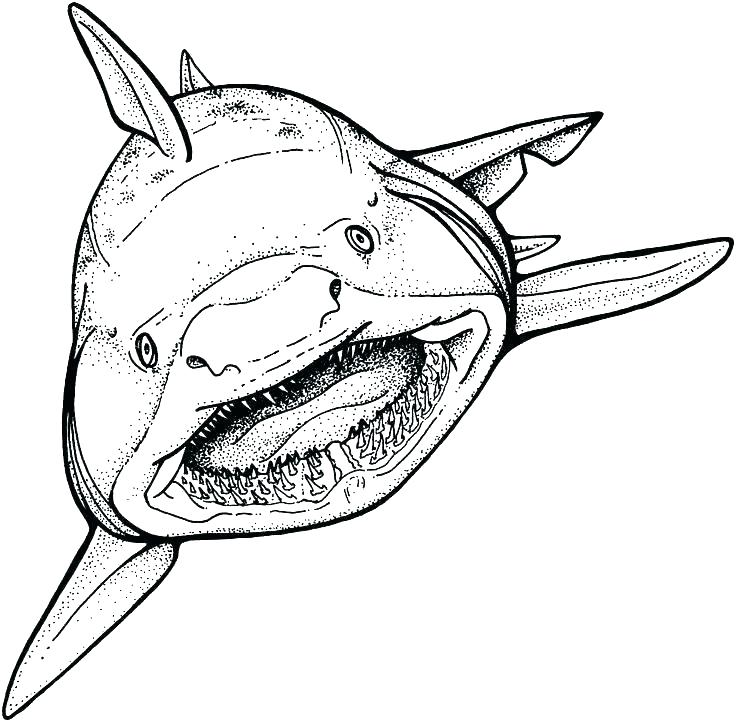 736x722 Tiger Shark Coloring Page