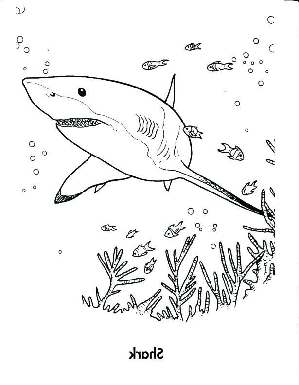 615x792 Coloring Pages Of Sharks Whale Shark Coloring Pages Shark Coloring
