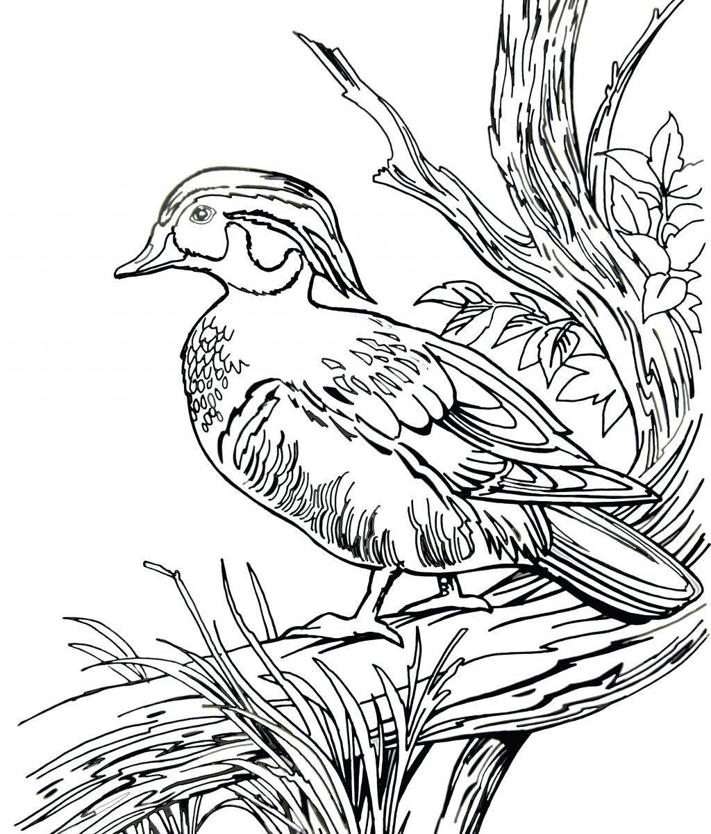 1024x1200 Hunting Coloring Pages Brilliant Coon Dog Duck Hunter Deer