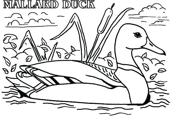 600x453 Hunting Coloring Pages Hunting Coloring Book As Well As Duck
