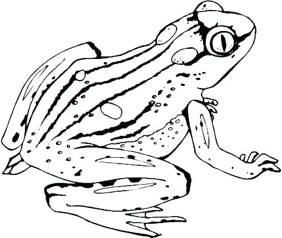 555x468 Coqui Coloring Page Frog Coloring Pages Free Printable Coloring