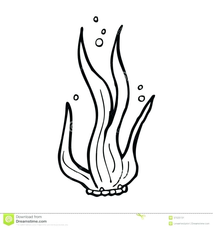 728x779 Seaweed Coloring Pages Medium Size Of Seaweed Coloring Pages