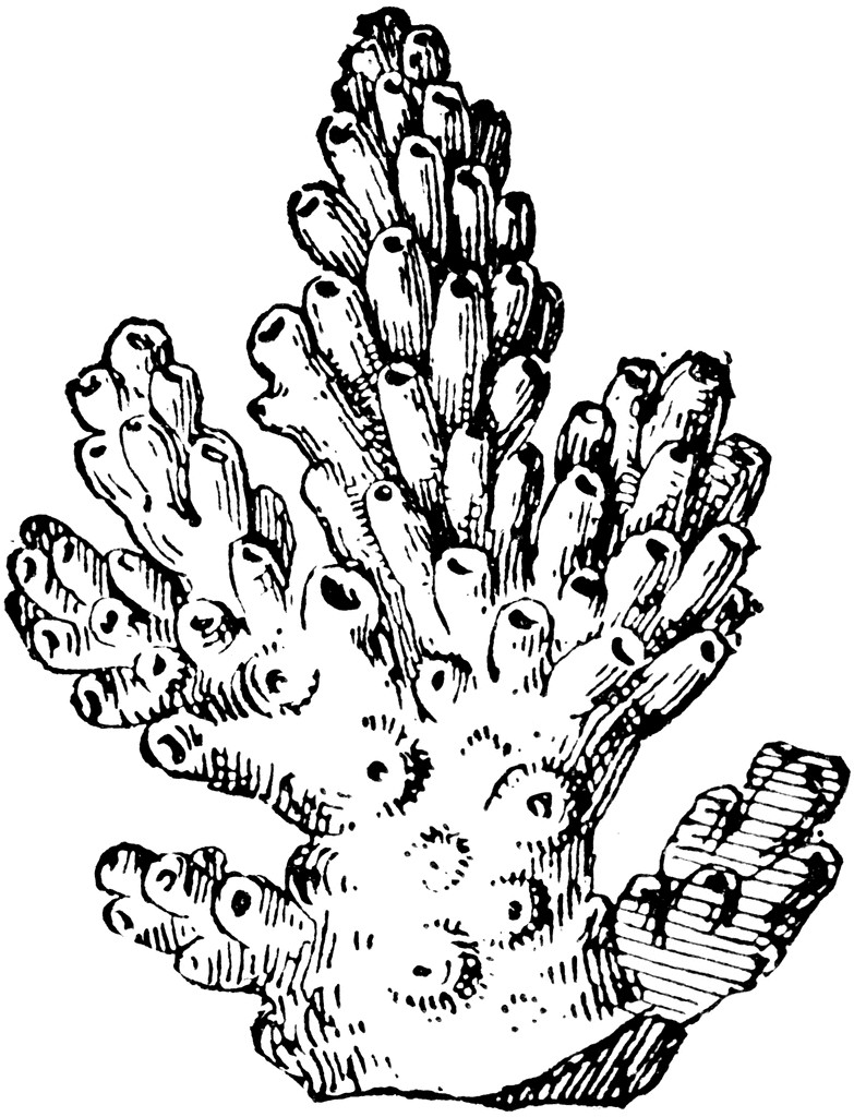 783x1024 Under The Sea Coral Coloring Pages Copy How To Draw A Coral Reef