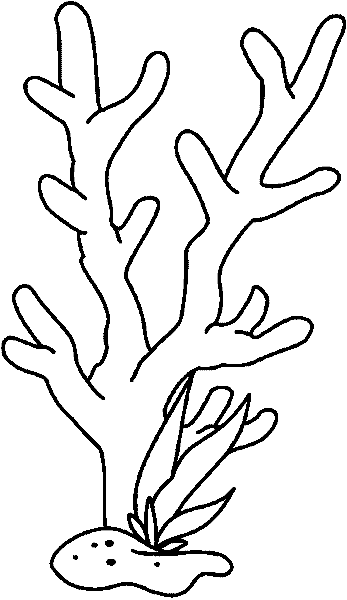 347x600 Coral