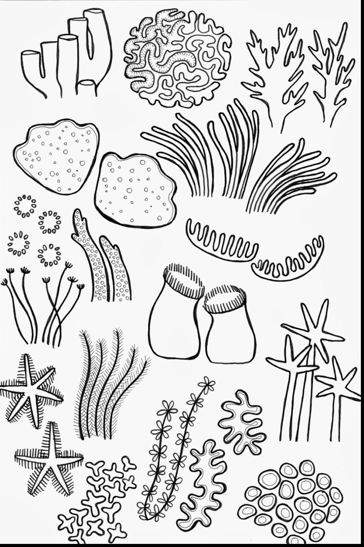 1171x1760 Coral Reef Clipart Coloring Page 7