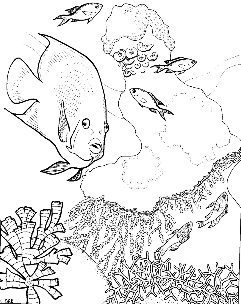 810x1024 Coral Reef Coloring Pages 508720 Endear