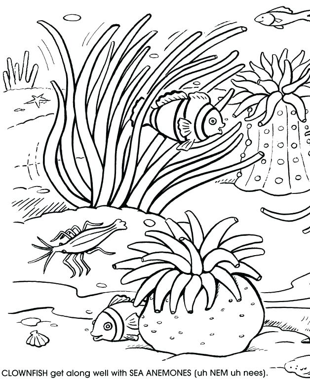 628x770 Coral Reef Coloring Pages Coral Coloring Pages Surprising Coral