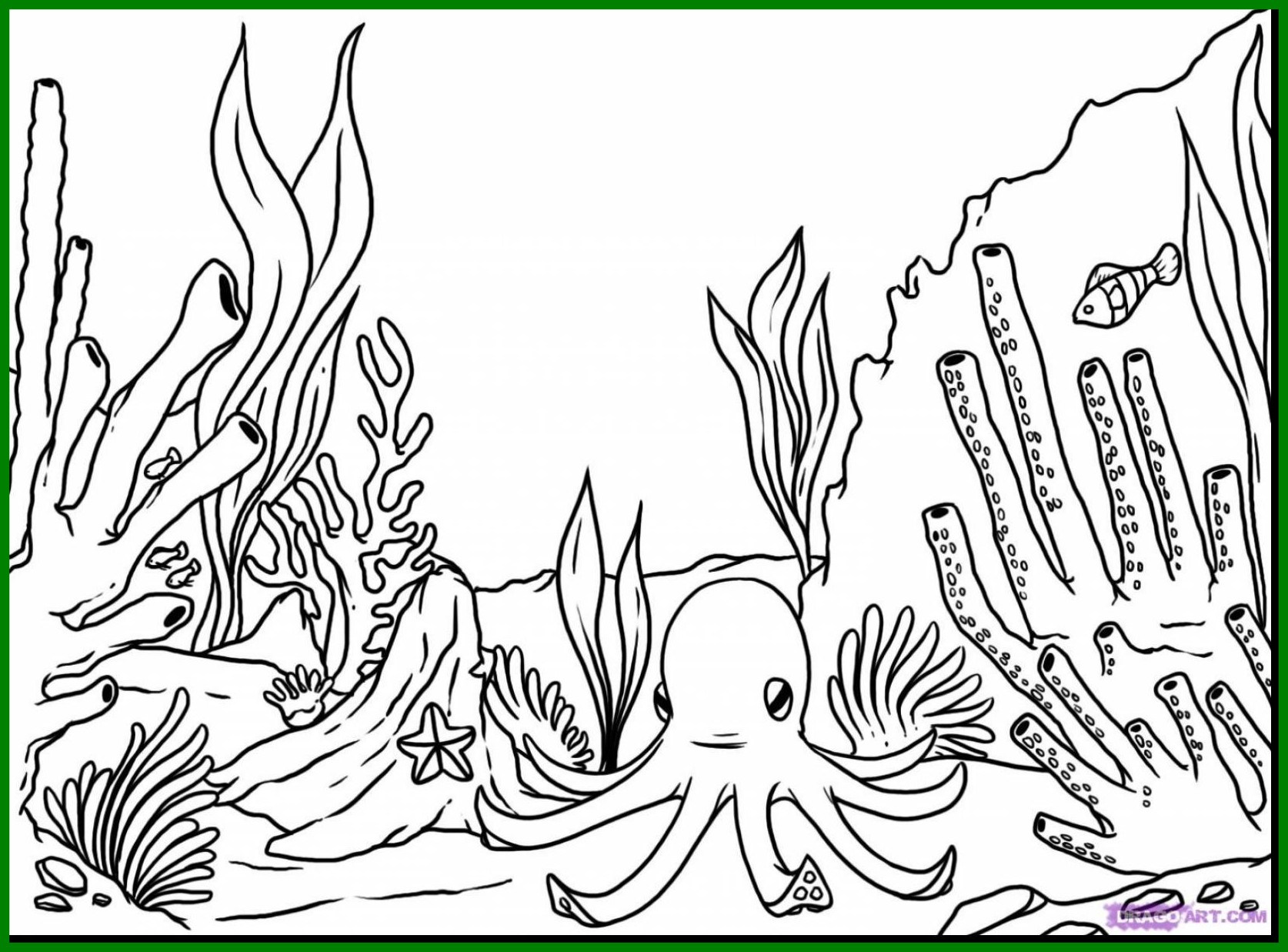 1674x1237 Astonishing Colorful Coral Reef Coloring Page Pattern Ways To Use