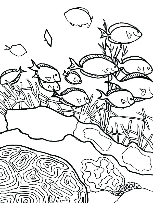 600x796 Coral Reef Printables