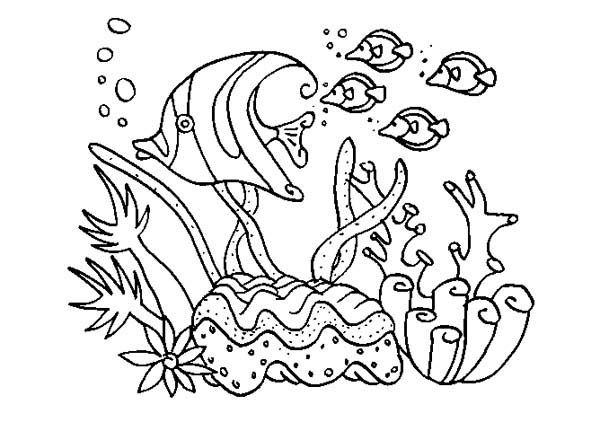 Coral Reef Fish Coloring Pages