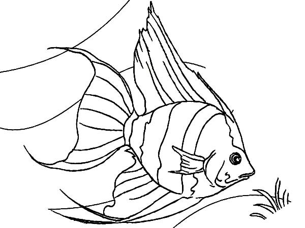 600x450 Coral Reef Fish, Coral Reef Fish Predators Coloring Pages