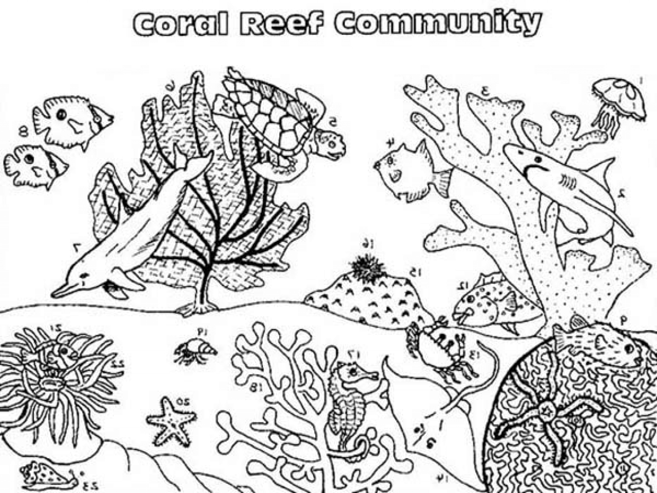 1280x960 Saltwater Fish Coloring Pages Coral Reef Munity