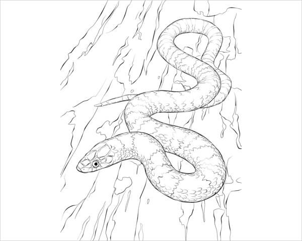 Coral Snake Coloring Page