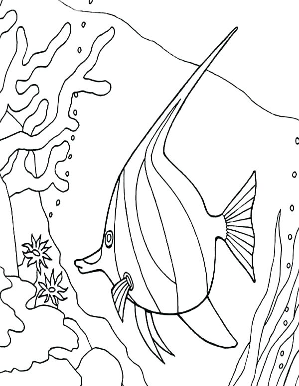 600x776 Coral Coloring Pages Coral Reef Coloring Page Coral Coloring Pages