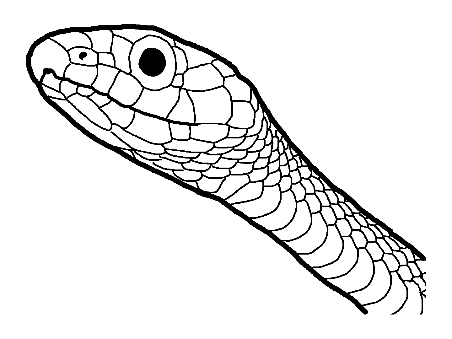 1440x1080 Snake Head Coloring Sheet Snakes Coloring Pages