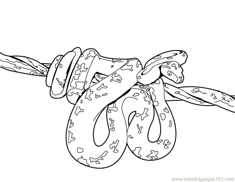 800x618 Coloring Pages Of Snakes Coloring Pages Snake Reptile Free
