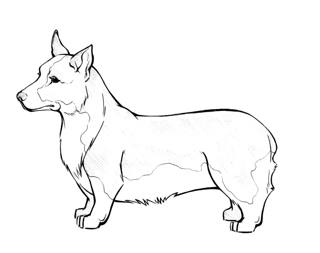 1024x810 Corgi Coloring Pages Download And Print For Free