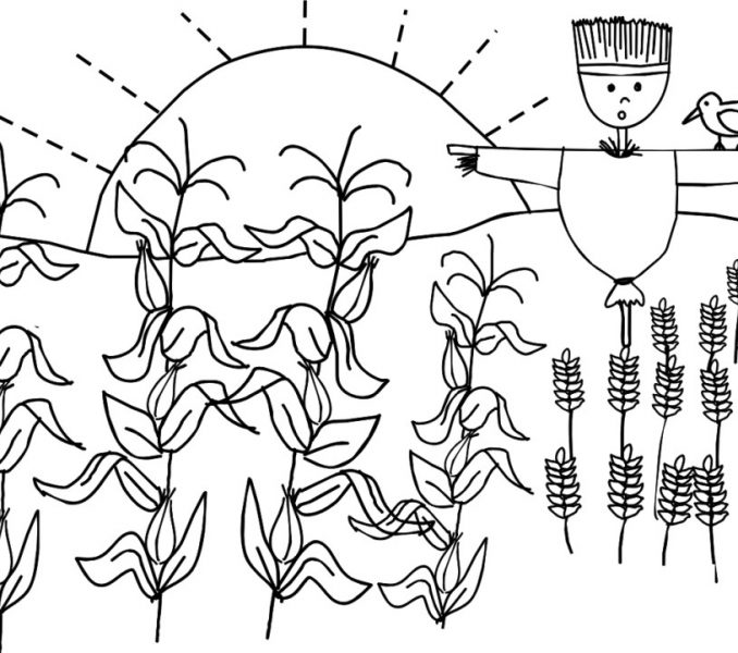 678x600 Corn Field Coloring Page Coloring Page