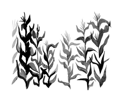 500x404 Cornfield Coloring Page